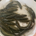 青鱼苗黑鲩螺丝青