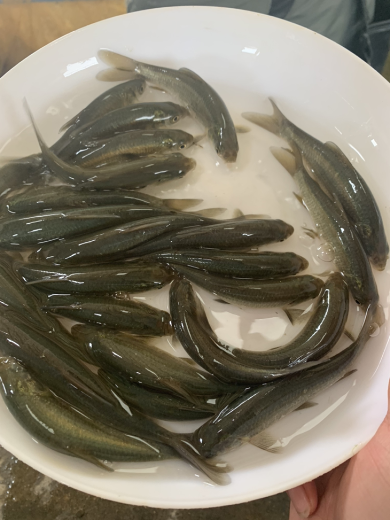 青鱼苗黑鲩螺丝青