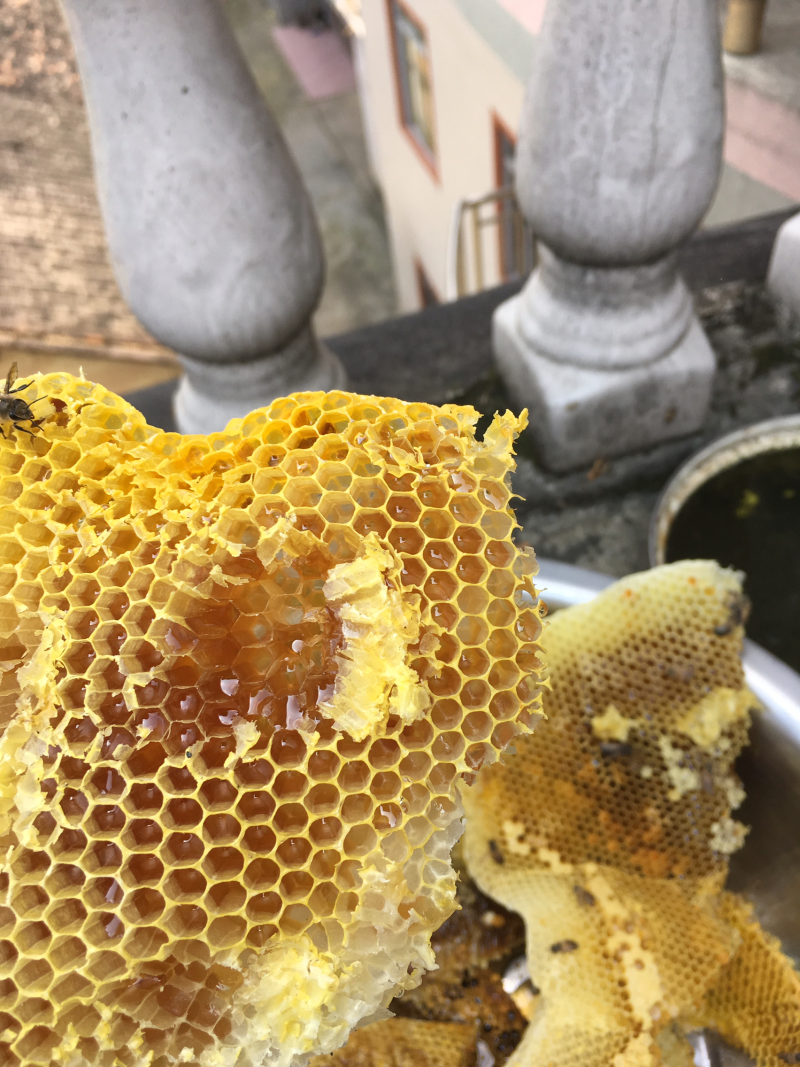 野生土蜂蜜