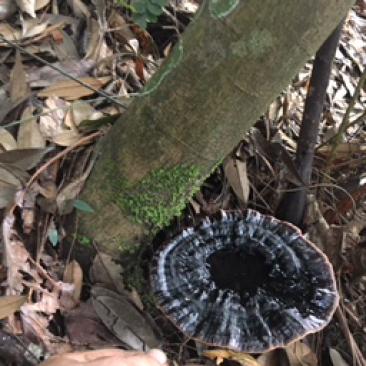 野生灵芝