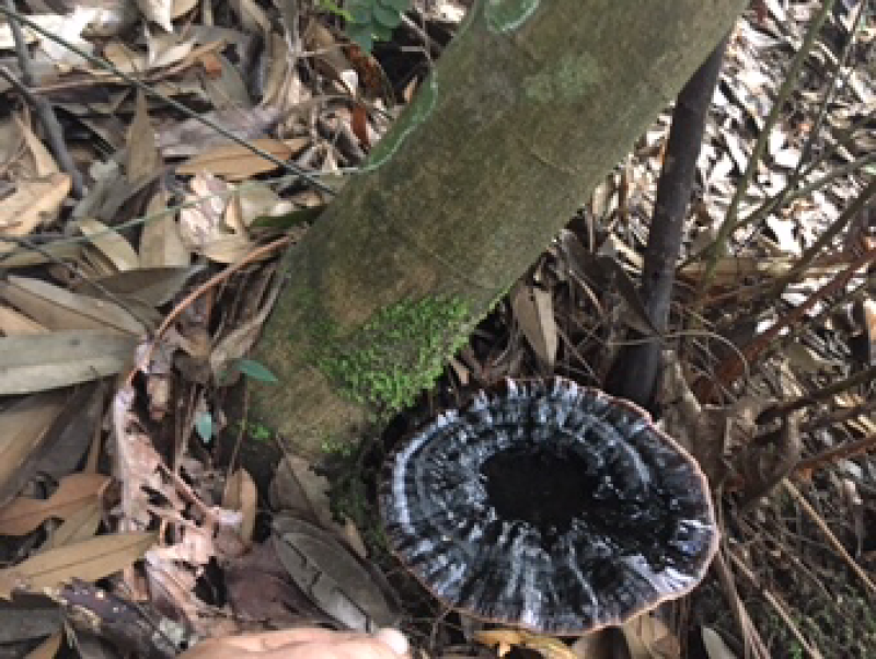 野生灵芝