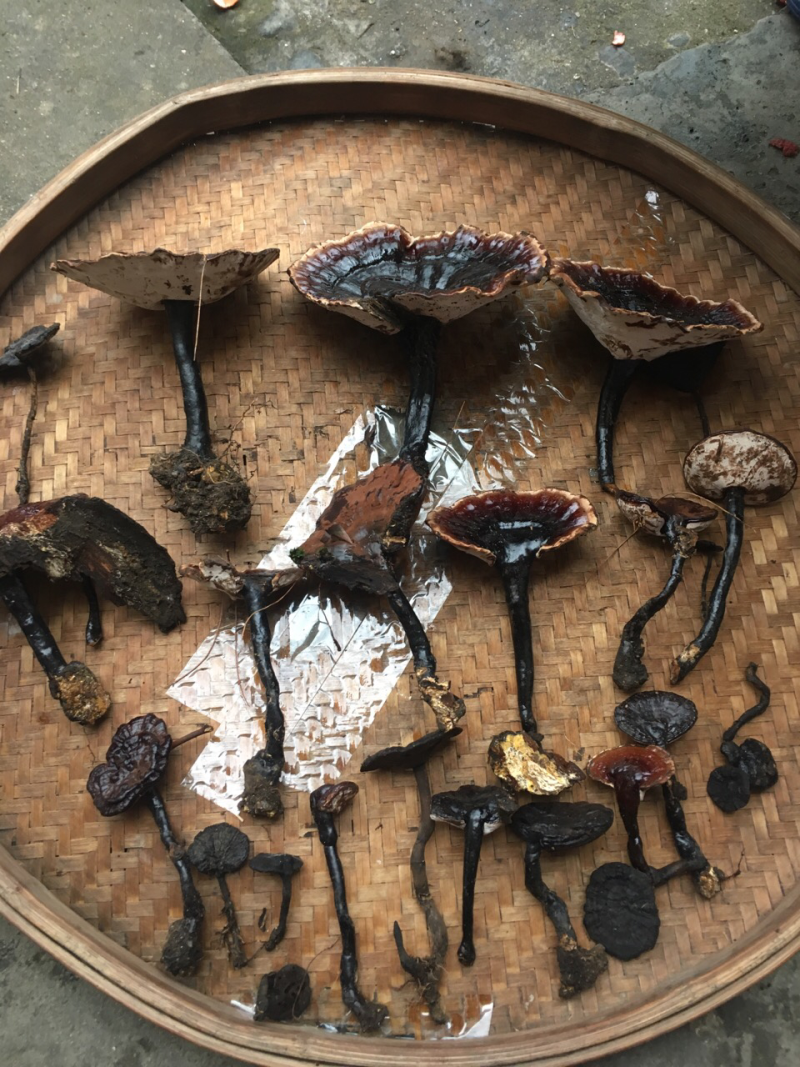 野生灵芝