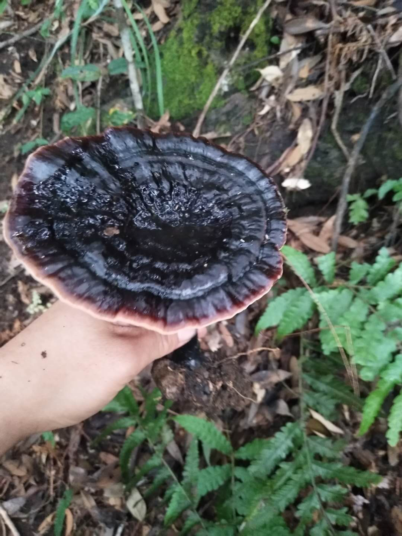 野生灵芝