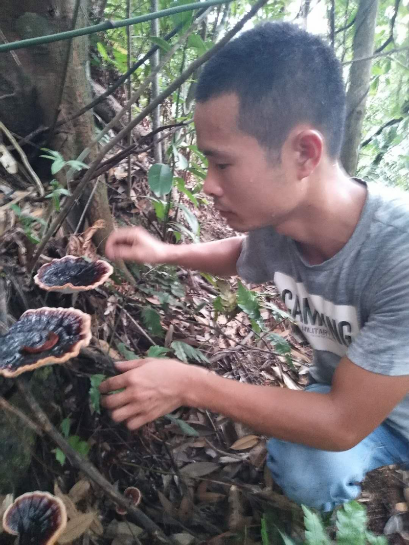 野生灵芝