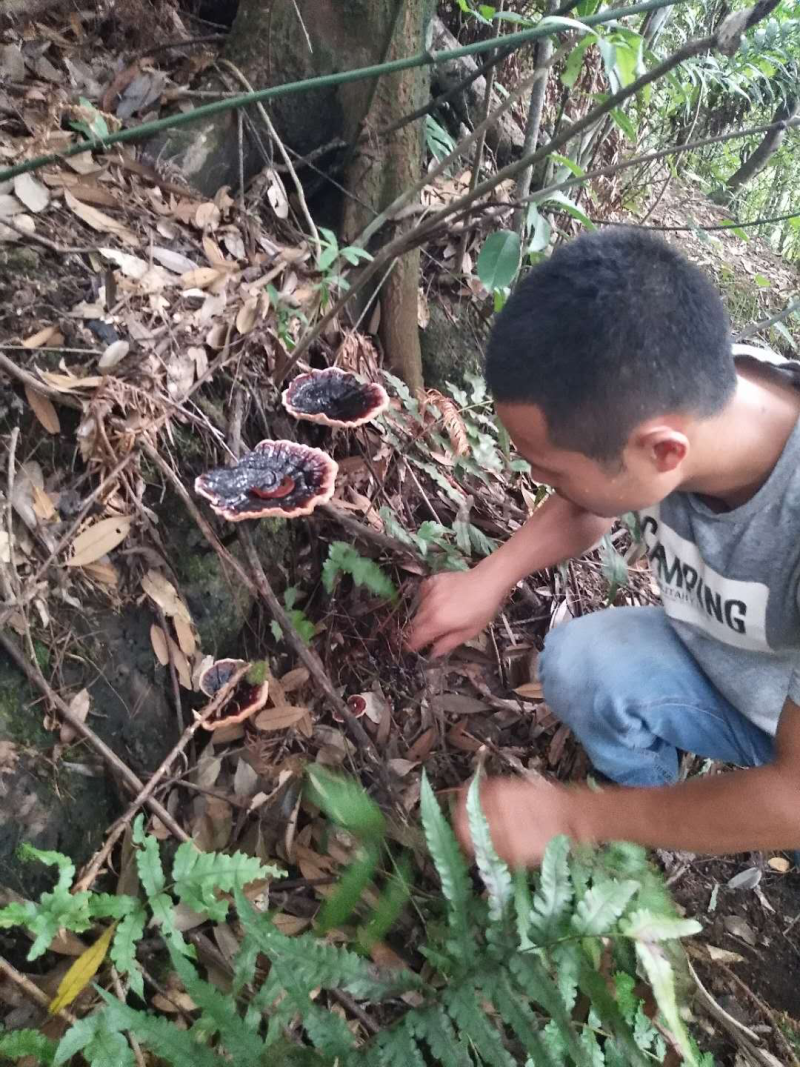 野生灵芝