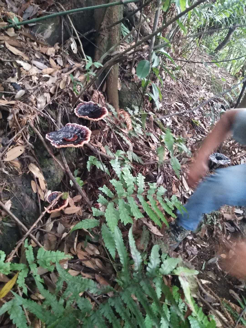 野生灵芝