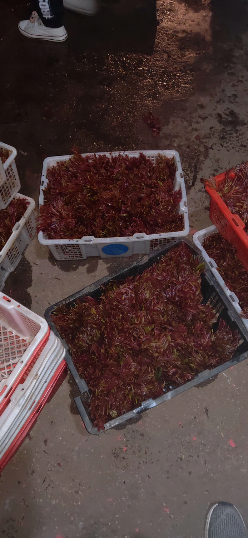 香椿芽陆续上市需要的提前下单