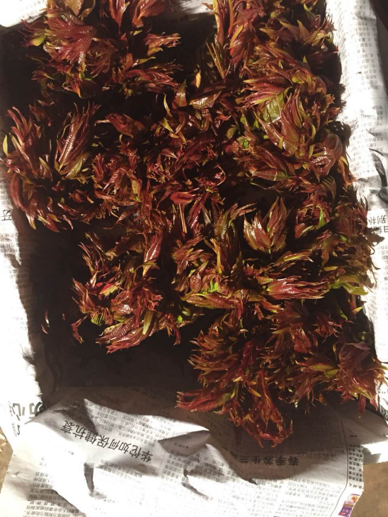 香椿芽陆续上市需要的提前下单