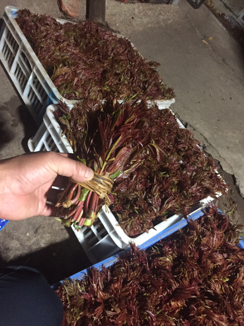 香椿芽陆续上市需要的提前下单