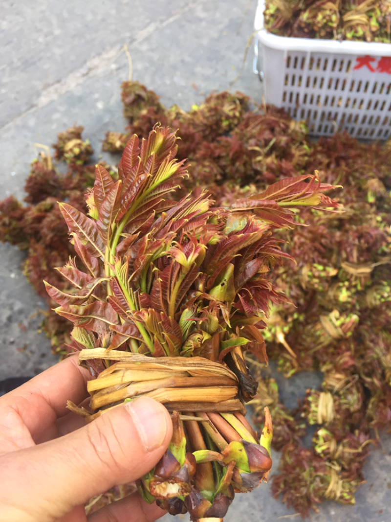 香椿芽陆续上市需要的提前下单