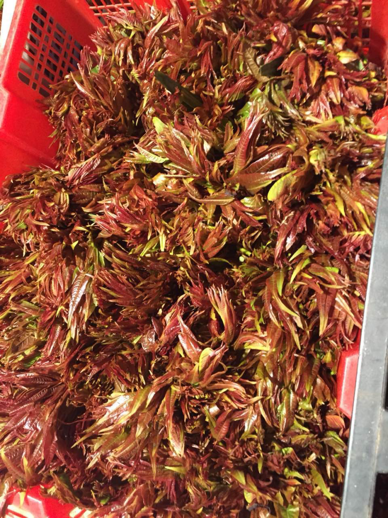 香椿芽陆续上市需要的提前下单