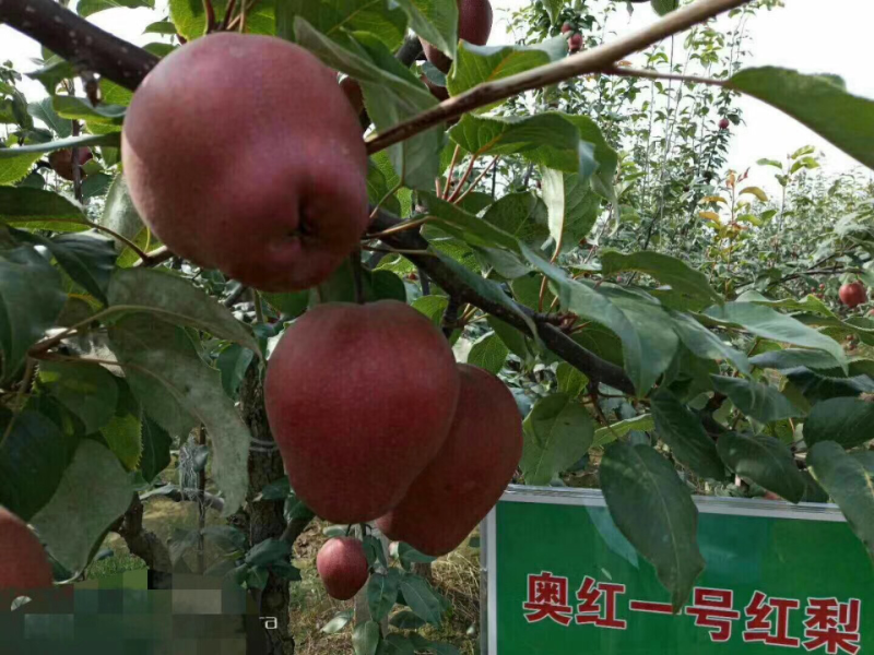 出售奥红一号全红梨接穗量大，品种纯正有保证