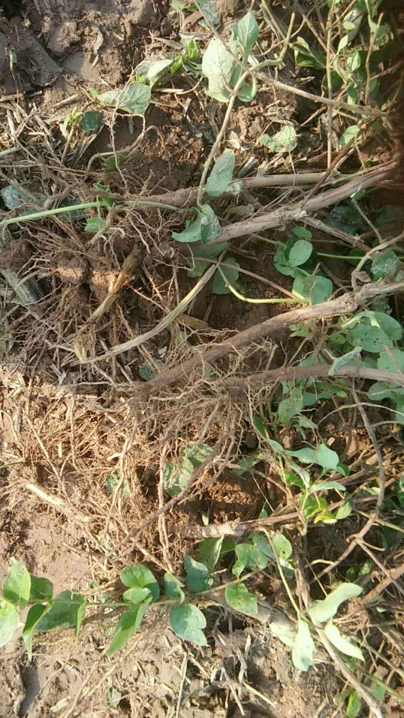 豫新一号优质金银花苗