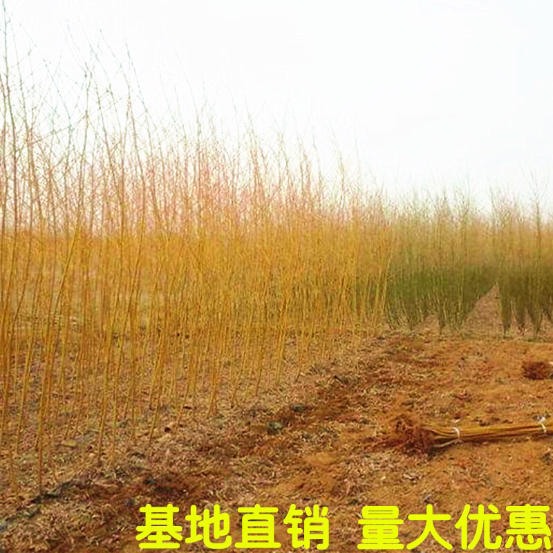 金丝垂柳苗黄金柳树苗杨柳树苗庭院垂柳小苗道路