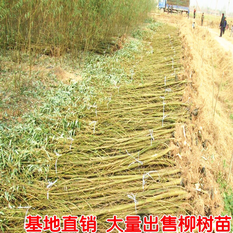 金丝垂柳苗黄金柳树苗杨柳树苗庭院垂柳小苗道路