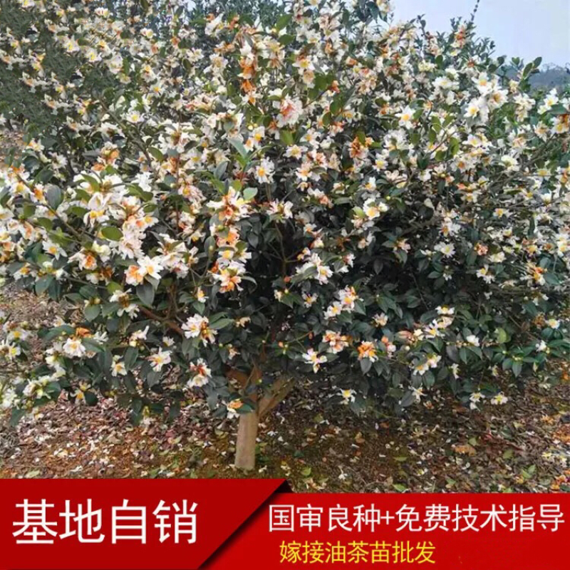 热卖🔥高产嫁接油茶果果皮薄果大出油率高包活包技术