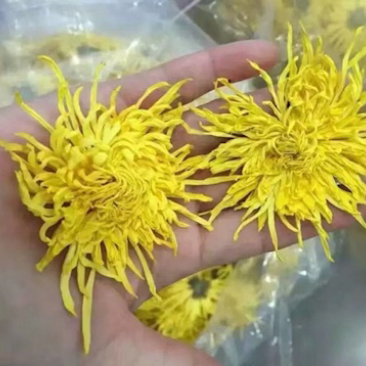 金丝皇菊苗