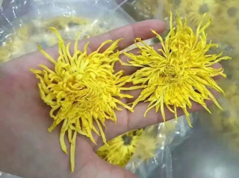 金丝皇菊苗