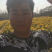 金丝皇菊苗