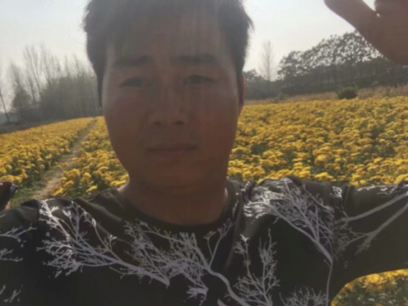 金丝皇菊苗