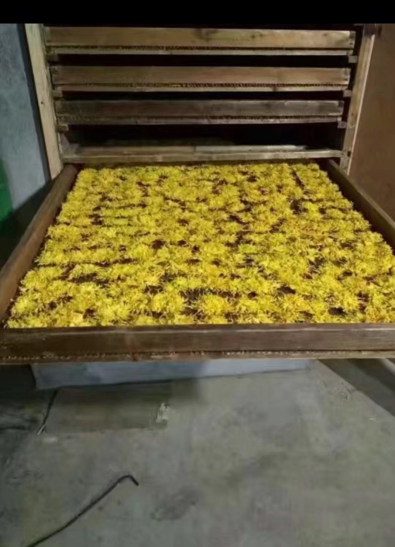 金丝皇菊苗