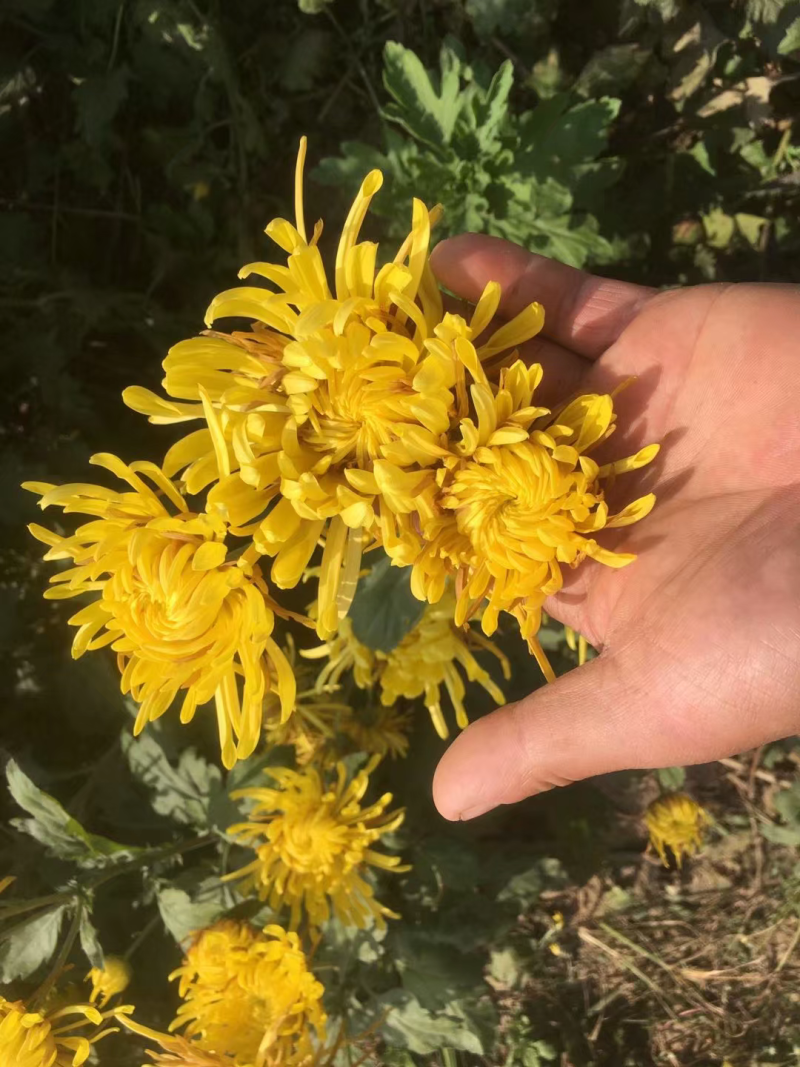金丝皇菊苗