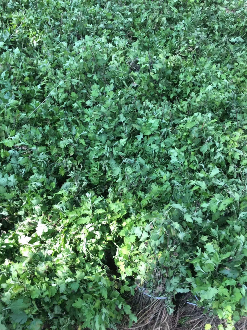 金丝皇菊苗