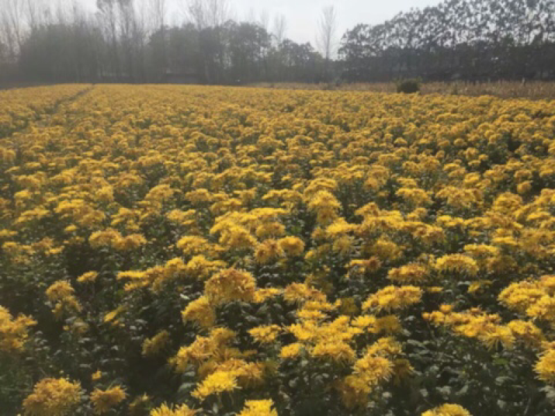 金丝皇菊苗