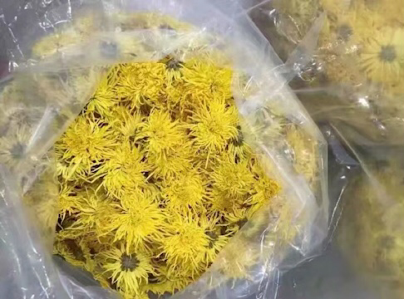 金丝皇菊苗