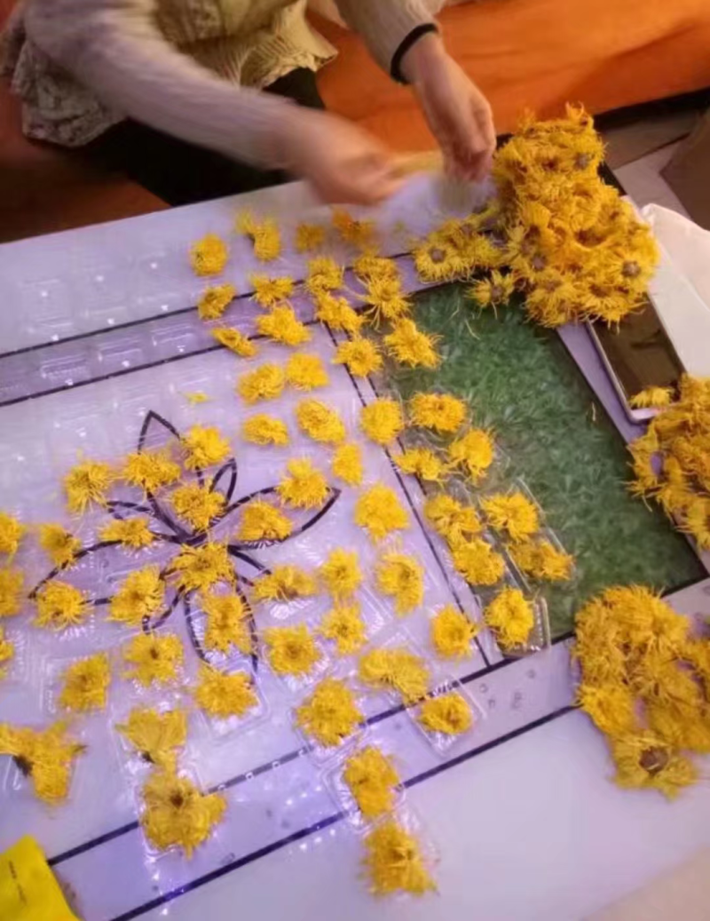 金丝皇菊苗