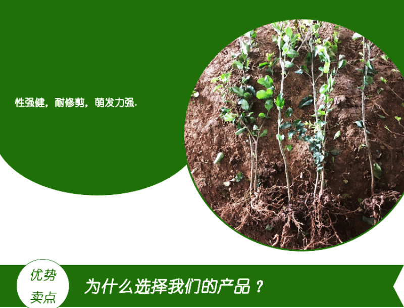 小叶女贞小叶黄杨自带分叉40高自产自销，品质保证