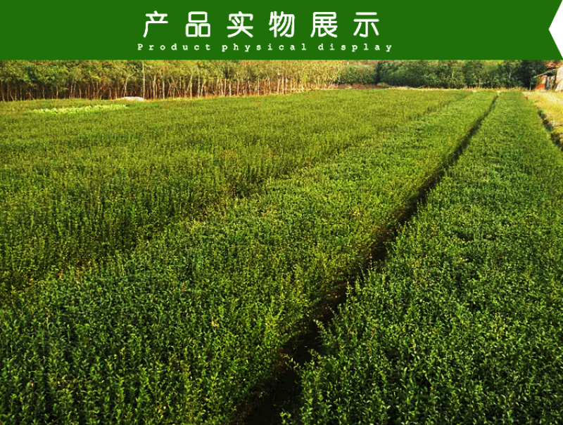 小叶女贞小叶黄杨自带分叉40高自产自销，品质保证