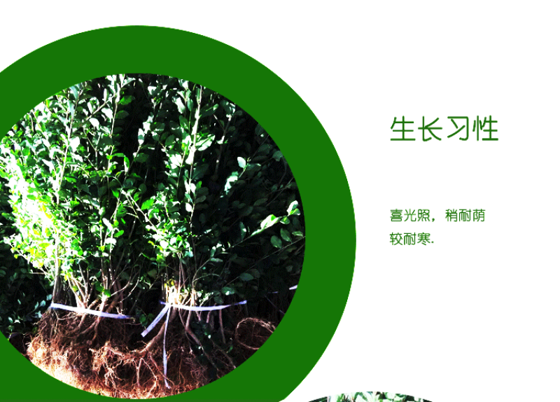 小叶女贞小叶黄杨自带分叉40高自产自销，品质保证