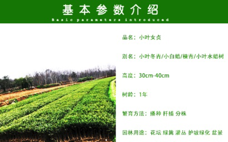 小叶女贞小叶黄杨自带分叉40高自产自销，品质保证