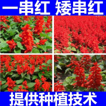 一串红种子矮串红炮仗花花海庭院草花耐寒花卉