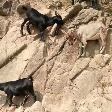 羊