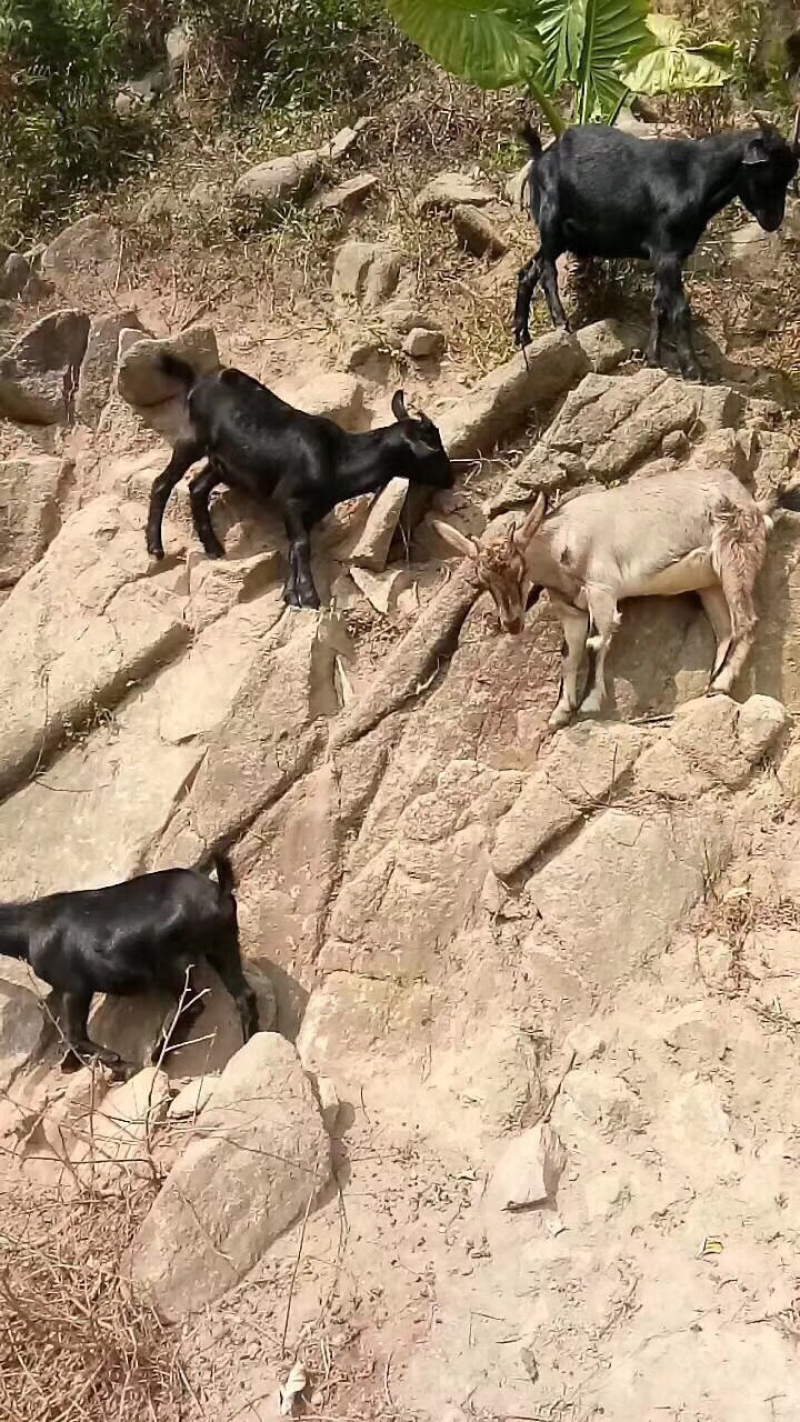 羊