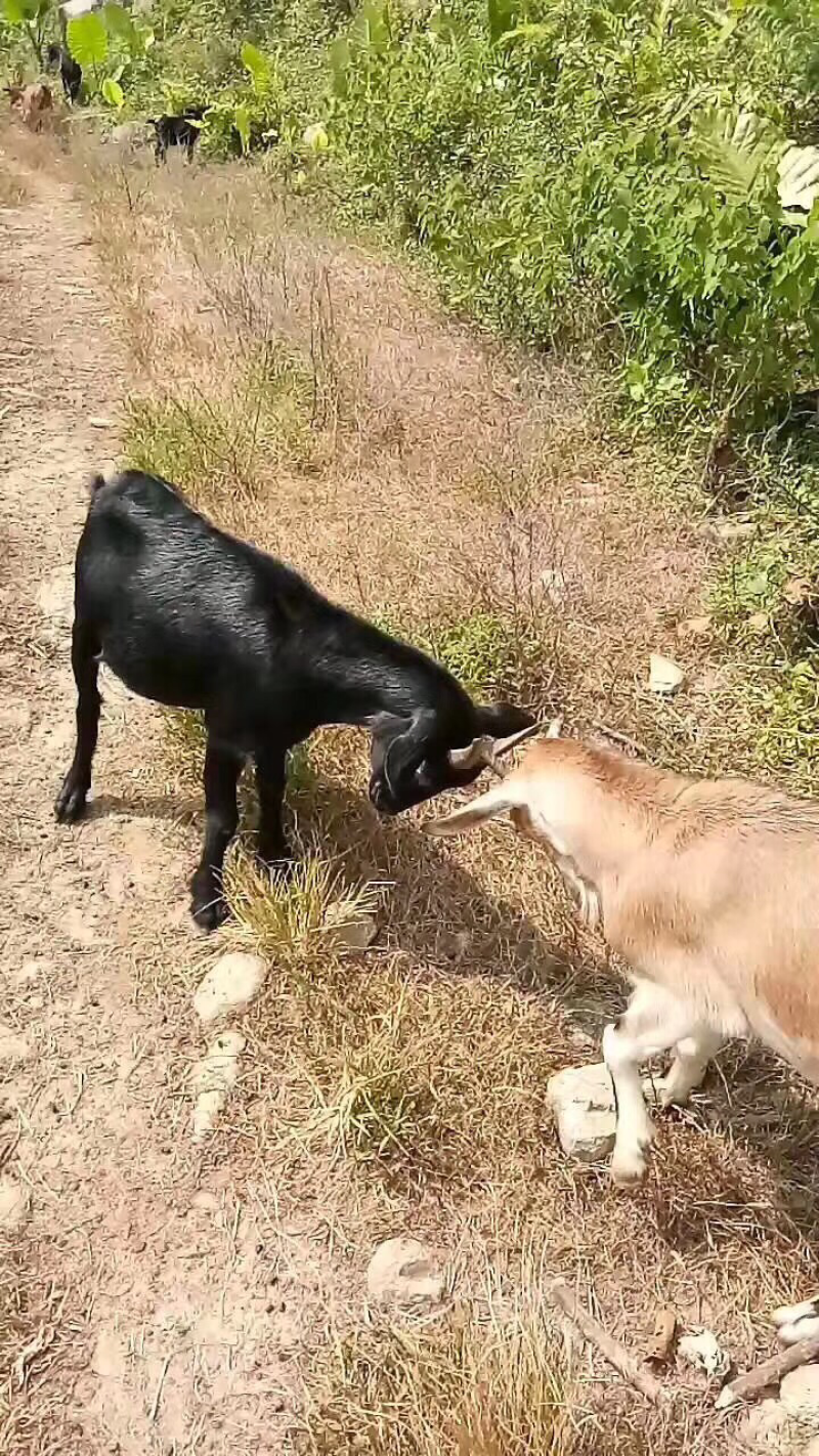 羊