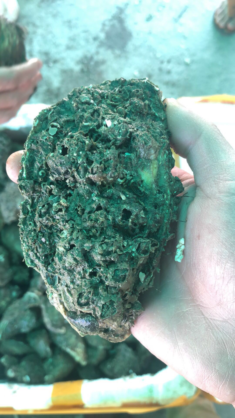 9毛钱1个大生蚝