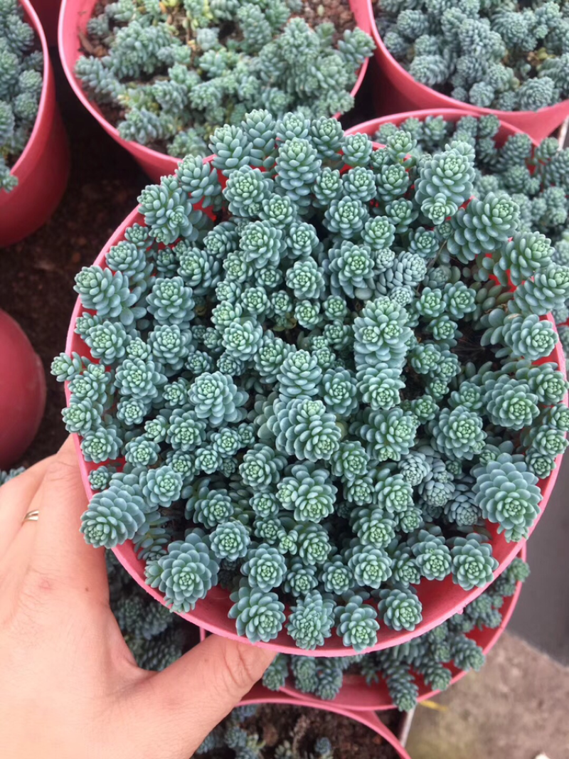 多肉各种规格