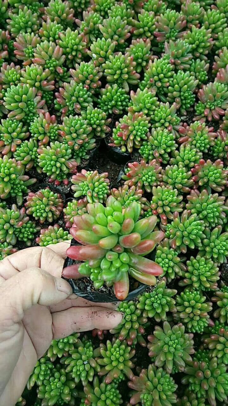 多肉各种规格