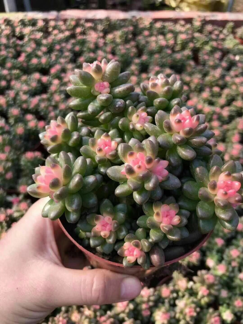 多肉各种规格