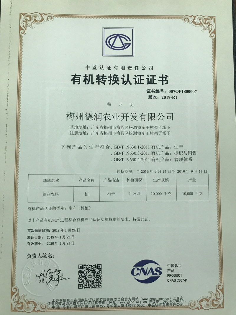 开订了，三红蜜柚成熟采摘百亩规模，直供梅州沙田柚，