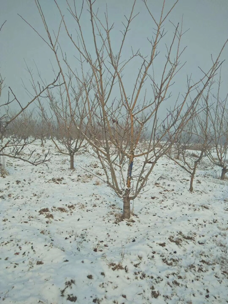 12公分山楂树