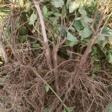 封丘豫新一号优质金银花苗，产地直销