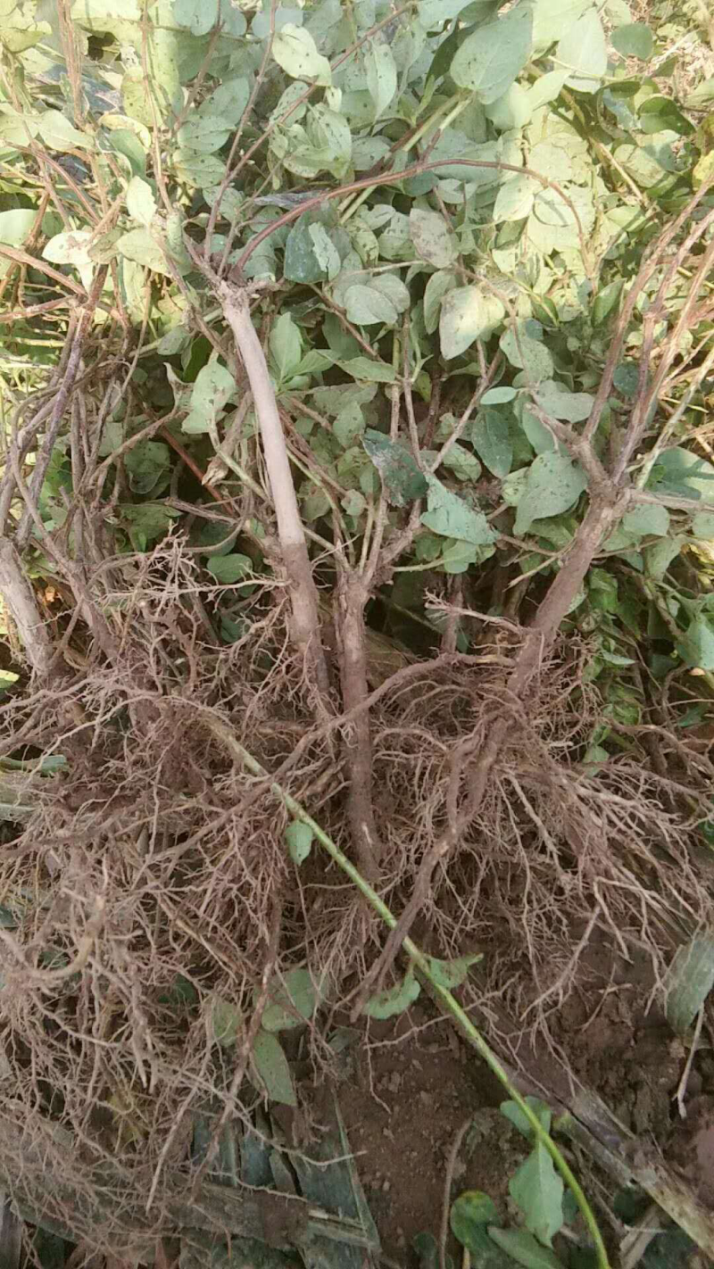 封丘豫新一号优质金银花苗，产地直销