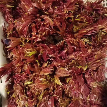 香椿陆续上市需要的朋友可以下单了