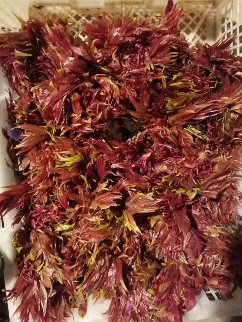 香椿陆续上市需要的朋友可以下单了