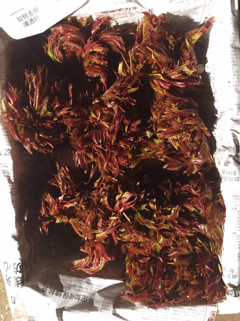 香椿陆续上市需要的朋友可以下单了
