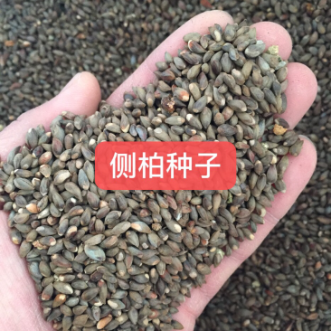 侧柏种子